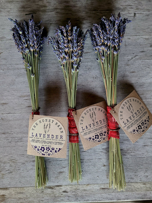 Lavender bundle - Grosso variety